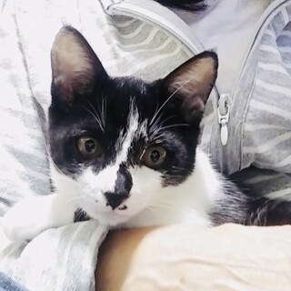 （去勢手術済み）４か月のべたべたの甘えん坊の男の子