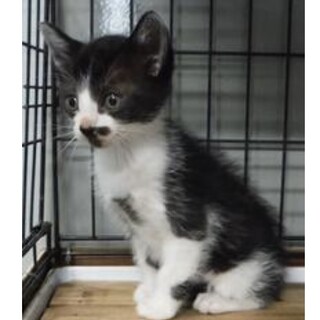 里親様を待っています。子猫