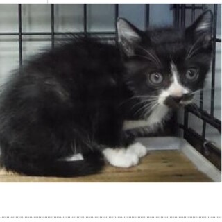 団体様より引き出し完了。子猫♂201