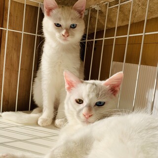 白猫兄(オッドアイ)妹(ブルーアイ)