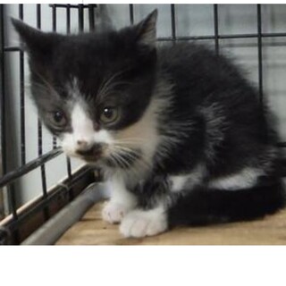 団体様より引き出し完了。子猫♂202