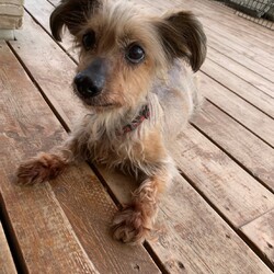 犬猫合同譲渡会