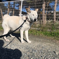 犬猫合同譲渡会 サムネイル2