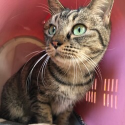 犬猫合同譲渡会 サムネイル3