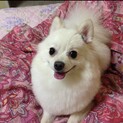 ポメラニアン 里親探しています！