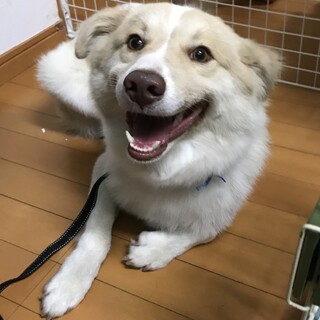 もふもふおっとり犬です！