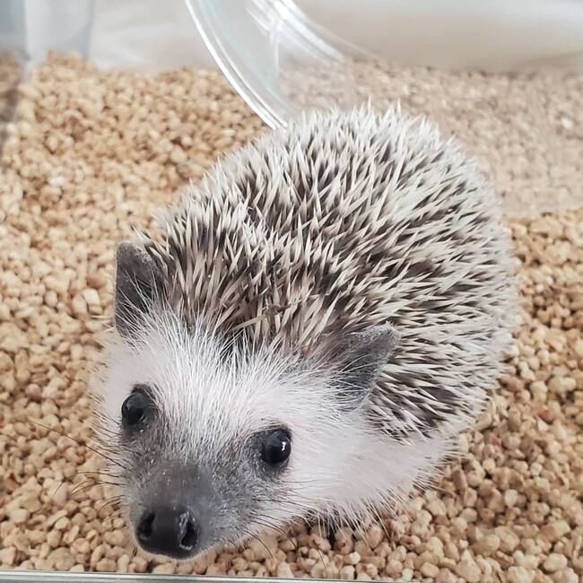 ナオディーのカバー写真