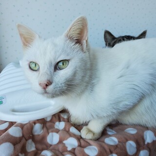 がんばりやのママ猫!! 人が大好きです!!