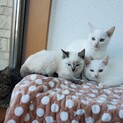 元気いっぱいの４兄妹