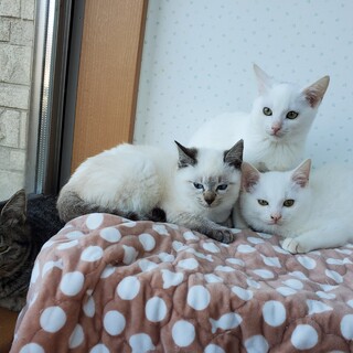 元気いっぱいの４兄妹