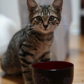 子猫の里親を探しています！