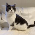 マンチカンの里親様募集致します！