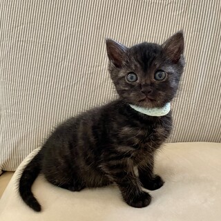 珍しいブラックスモーク三郎