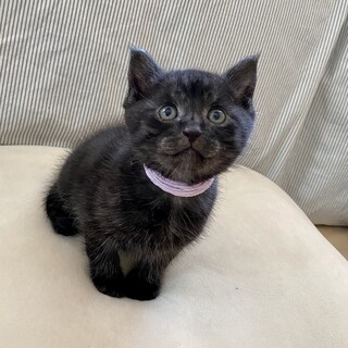 珍しいブラックスモーク二郎