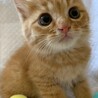 1ヶ月半の仔猫パパママ募集！！④ サムネイル3