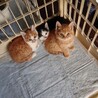 1ヶ月半の仔猫パパママ募集！！④ サムネイル5