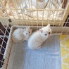1ヶ月半の仔猫パパママ募集！！④ サムネイル6
