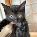 生後1ヶ月半!!ブラックスモーク兄妹の募集です!!