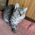 寂しいのか、ずっと甘えてきます。