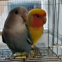 コザクラインコ二羽の里親募集