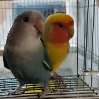 コザクラインコ二羽の里親募集
