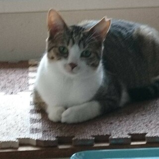 食欲旺盛、オモチャ大好きの女の子