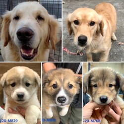 仔犬/成犬&仔猫の譲渡会