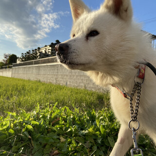 大きな体の甘えん坊ガール♡Alaska