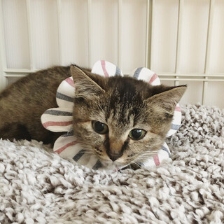 可愛いゴロゴロそらちゃん☆