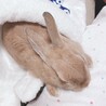 えみやんやんさん