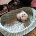 子猫2匹の里親募集