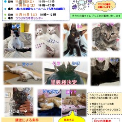 保護猫の譲渡会
