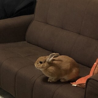 ネザーランドドワーフのうさぎちゃん