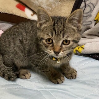 キジトラの男の子　生後2か月