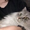 あまねあ