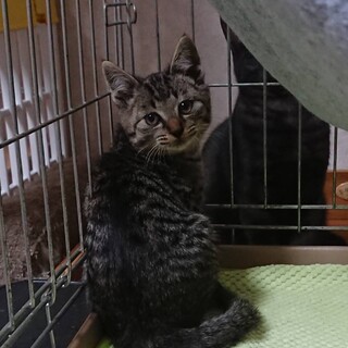 いつも笑顔キジトラのガンモ君