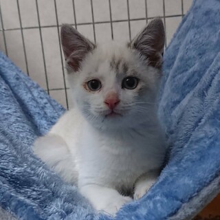 癒し系シャムミックス　モドキ君