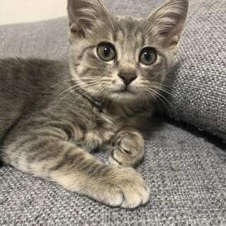 里親様が決まりました！