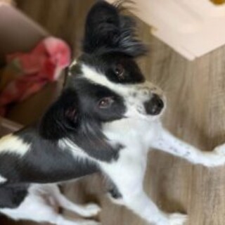 保護っこ♪うどんちゃん♪里親絶賛募集中！