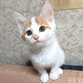 募集停止中！甘えん坊すぎる白茶くん