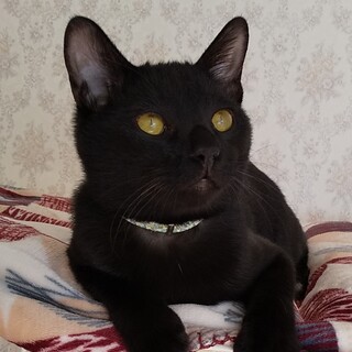 膝上大好きモグタン＆ナデナデ大好きティーバ