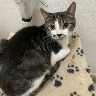 急募！！！子猫　オス　6ヶ月
