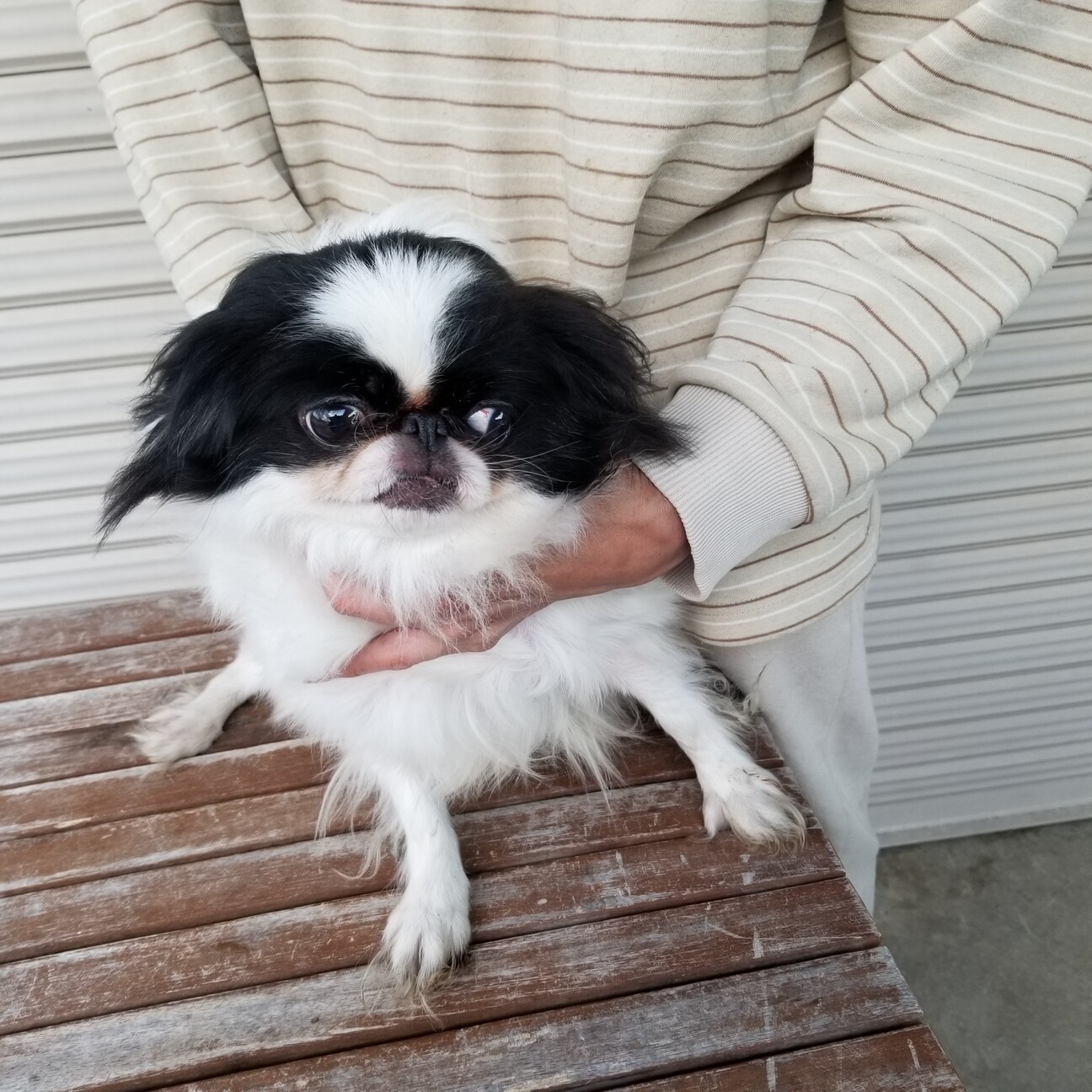 チン 女の子 A 349 兵庫県 犬の里親募集 3411 ペットのおうち 月間利用者150万人