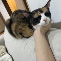 ポン
