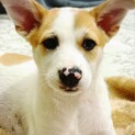 生後4ヶ月位　動画あります！