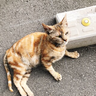 【至急】里親募集　ネコ2匹を保護しています