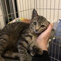 ガリガリで保護された！ミミくん