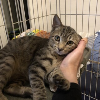 ガリガリで保護された！ミミくん