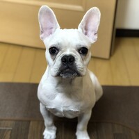 きゅう