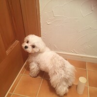 ころん